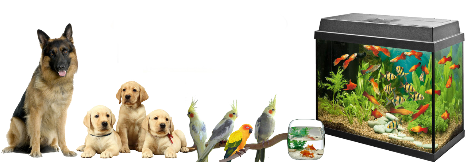 Промоции Елитис